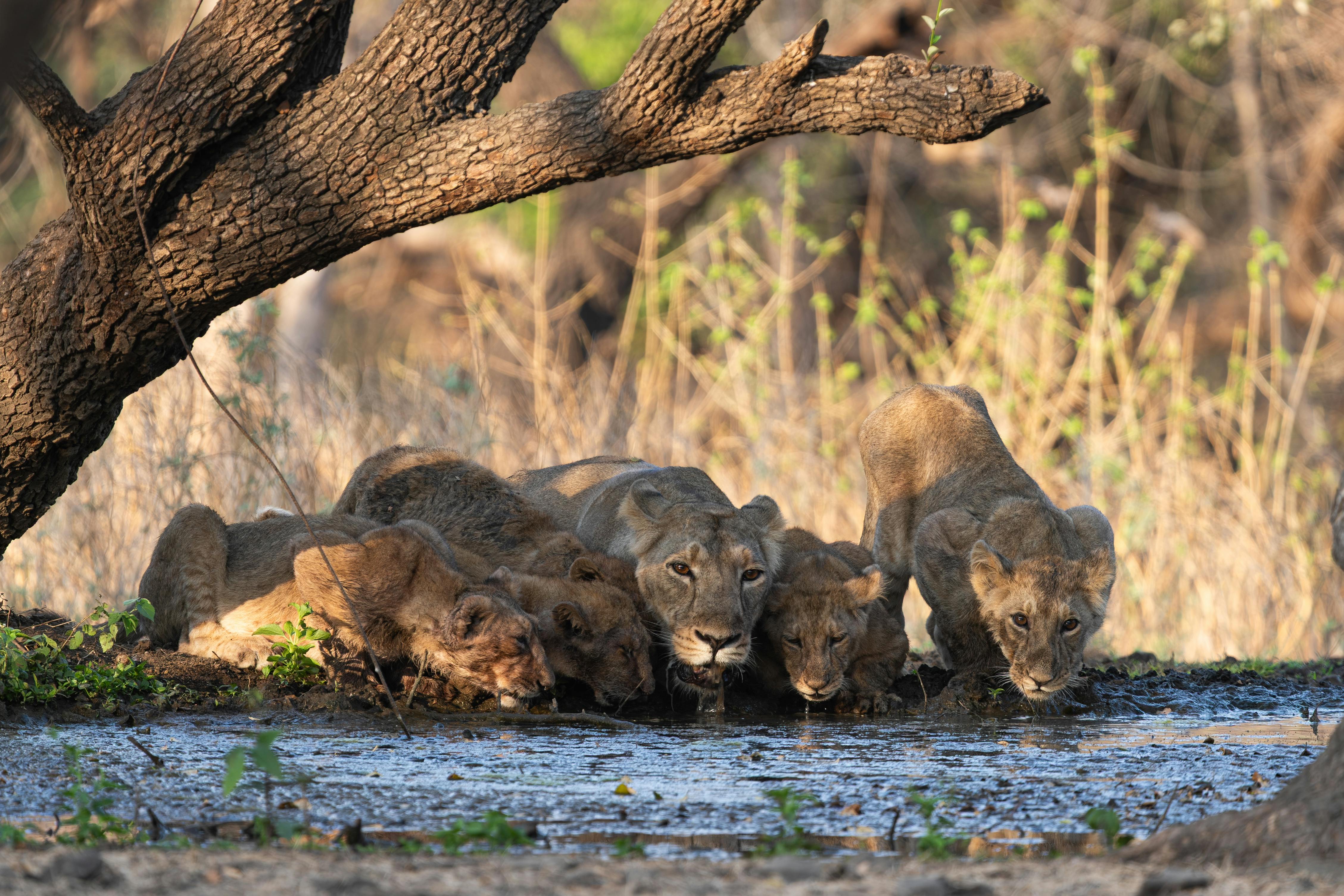 Asiatic Lion Gir Park